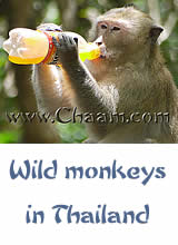 Wild monkeys in Cha-Am